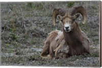 Framed Alberta, Columbia Icefields Parkway, bighorn sheep