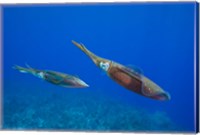 Framed Cayman Islands, Caribbean Reef Squid, Marine Life