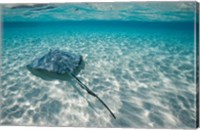 Framed Cayman Islands, Southern Stingray in Caribbean Sea