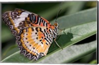 Framed Lacewing Butterfly at the Butterfly Farm, St Martin, Caribbean