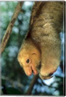 Framed Close up of Silky Pygmy Anteater wildlife, Mangrove, Trinidad