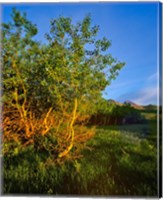 Framed Quaking Aspen Grove along the Rocky Mountain Front in Waterton Lakes National Park, Alberta, Canada