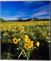 Framed Balsamroot along the Rocky Mountain Front, Waterton Lakes National Park, Alberta, Canada