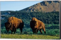 Framed Bison bulls, Waterton Lakes NP, Alberta Canada