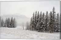 Framed Winter Views from Train, Alberta, Canada