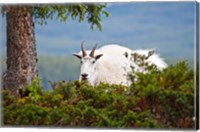 Framed Alberta, Jasper National Park, Mountain Goat wildlife