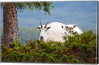 Framed Alberta, Jasper National Park, Mountain Goat wildlife