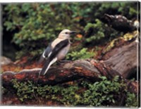 Framed Clark's Nutcrackers bird in Banff NP, Alberta