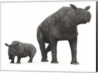 Framed adult Paraceratherium compared to a modern adult White Rhinoceros