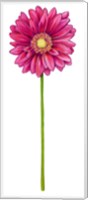 Framed Floral Gerbera Daisy