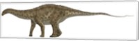Framed Apatosaurus, a Sauropod Dinosaur also known as Brontosaurus