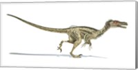 Framed Velociraptor Dinosaur on White Background