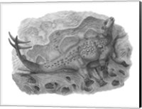Framed Pencil Drawing of Hesperosaurus Mjosi