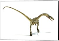 Framed Coelophysis Dinosaur