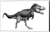 Framed Black Ink Drawing of Albertosaurus Sarcophagus