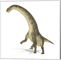 Framed Titanosaurus Dinosaur on White Background
