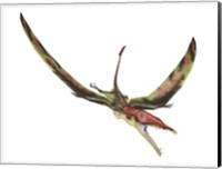 Framed Eudimorphodon Flying Prehistoric Reptile