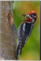 Framed Canada, British Columbia, Red-naped Sapsucker bird, nest
