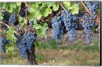 Framed Canada, British Columbia, Osoyoos View of purple grapes in vineyards