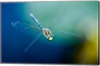 Framed Blue-eyed darner dragonfly, Insect, British Columbia