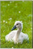 Framed Mute swan cygnet, Stanley Park, British Columbia