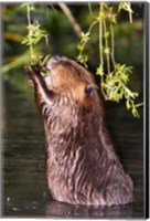 Framed American Beaver, Stanley Park, British Columbia