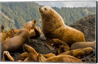 Framed Steller sea lion, Queen Charlottes, British Columbia