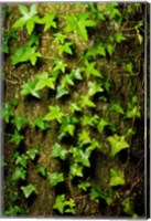 Framed Red cedar English ivy, Stanley Park, British Columbia