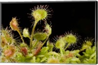 Framed Sundew plant, Stanley Park, British Columbia