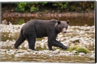 Framed Grizzly bear fishing for salmon in Great Bear Rainforest, Canada