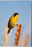 Framed British Columbia, Common Yellowthroat breeding territory