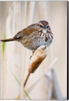 Framed British Columbia, Song Sparrow bird on cattail