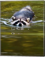 Framed Common Raccoon, Stanley Park, British Columbia