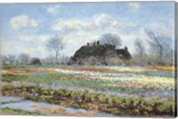 Framed Tulip Fields at Sassenheim