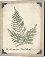 Framed Vintage Ferns XI