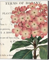 Framed Bicolor Phlox Botany