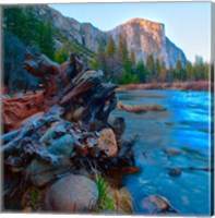 Framed Tree roots in Merced River in the Yosemite Valley