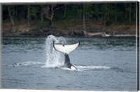 Framed Canada, Vancouver Island, Sydney Killer whale slaps its tail