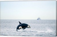Framed Canada, BC, Sydney, Strait of Georgia Killer whale breaching
