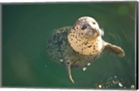 Framed Harbor Seals, Oak Bay, Victoria, British Columbia