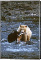 Framed Sow with Cub Eating Fish, Rainforest of British Columbia