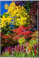 Framed Autumn Color, Butchard Gardens, Victoria, British Columbia, Canada