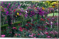 Framed Rose Garden at Butchard Gardens In Full Bloom, Victoria, British Columbia, Canada