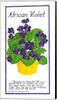 Framed African Violet