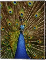 Framed Peacock