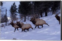 Framed Elk or Wapiti, Yellowstone National Park, Wyoming