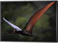 Framed Dsungaripterus