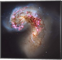 Framed Antennae Galaxies