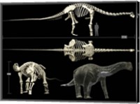 Framed Anatomy of a Titanosaur