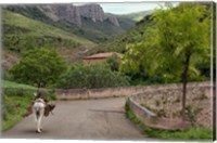 Framed Old man rides a donkey loaded with wood, Anguiano, La Rioja, Spain